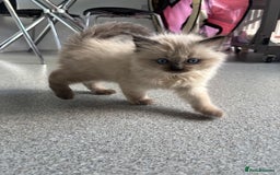 Ragdoll cats for sale: READY TO LEAVE Purebred ragdolls - Image 6