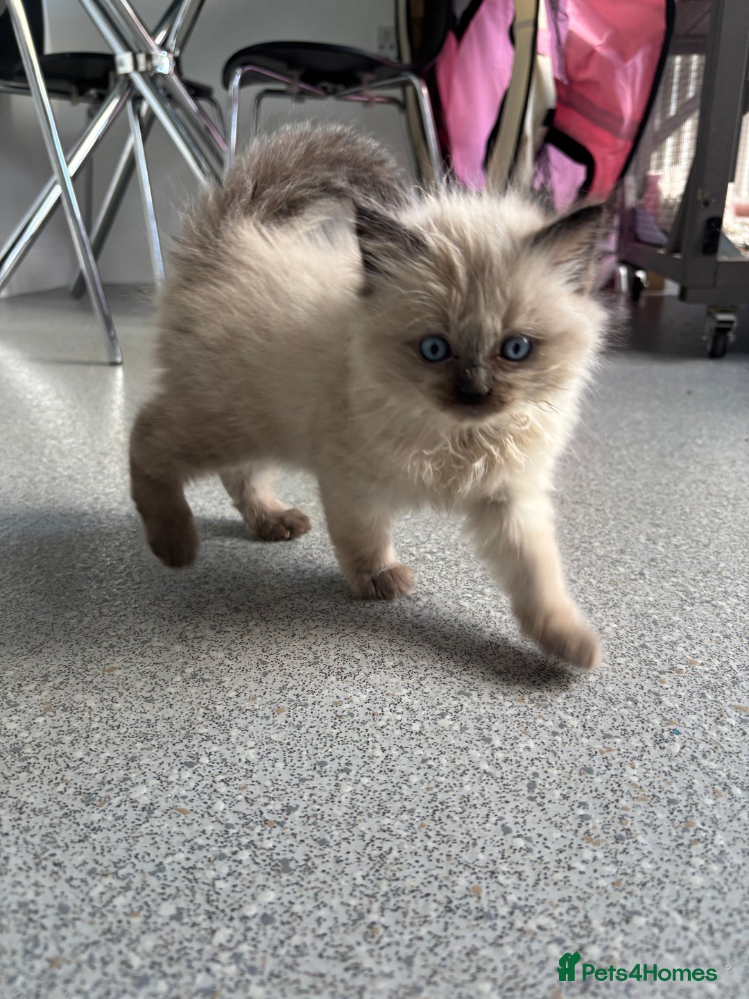 Ragdoll cats for sale: READY TO LEAVE Purebred ragdolls - Image 6