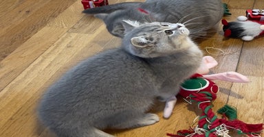 British Shorthair cats 🚨One Girl Ready to leave 🚨GCCF British Shorthair - Advert 13