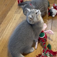 British Shorthair cats 🚨One Girl Ready to leave 🚨GCCF British Shorthair - Advert 13