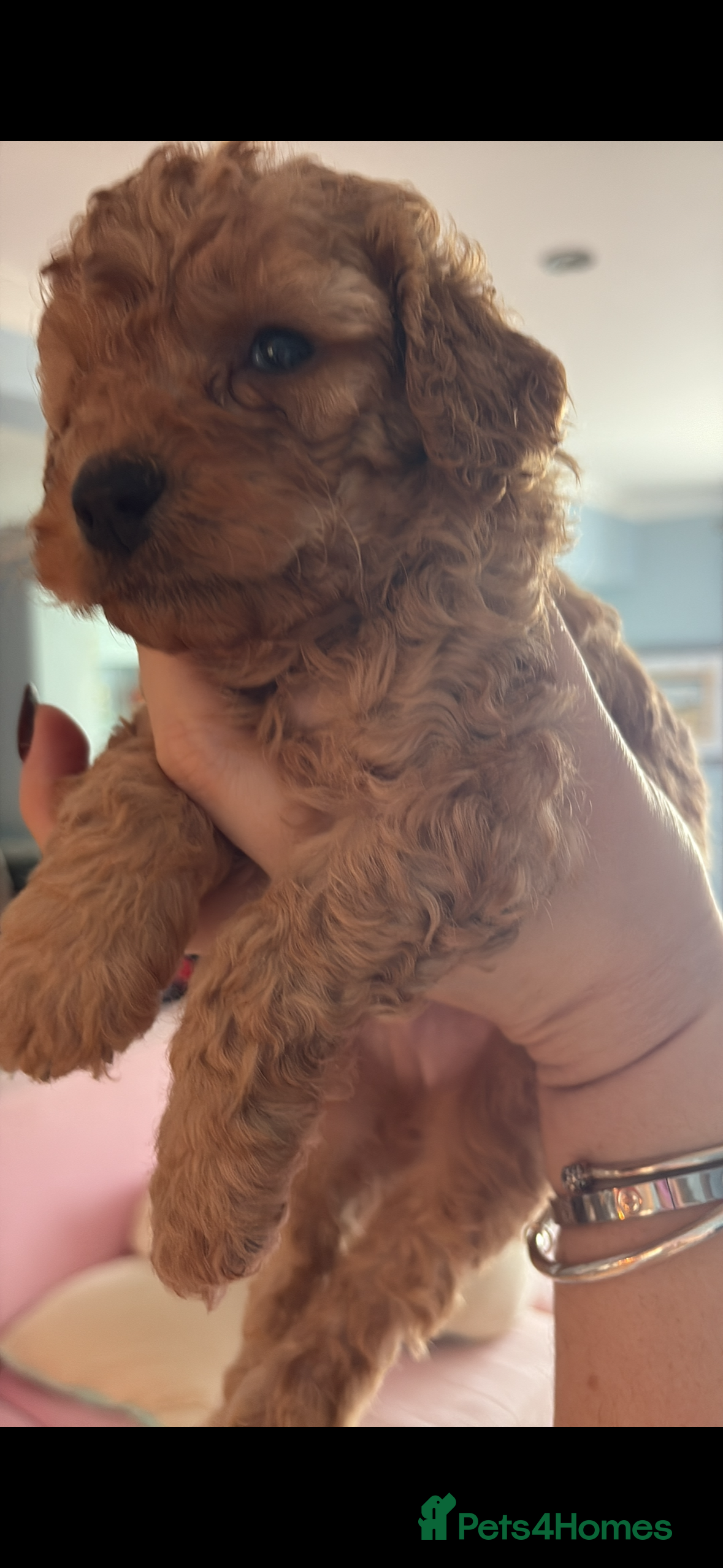 Cockapoo dogs Mini Cockapoo Puppy  - Advert 13