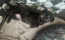 Mixed Breed dogs for sale: 2 male Sheprador puppies for sale - Image 8