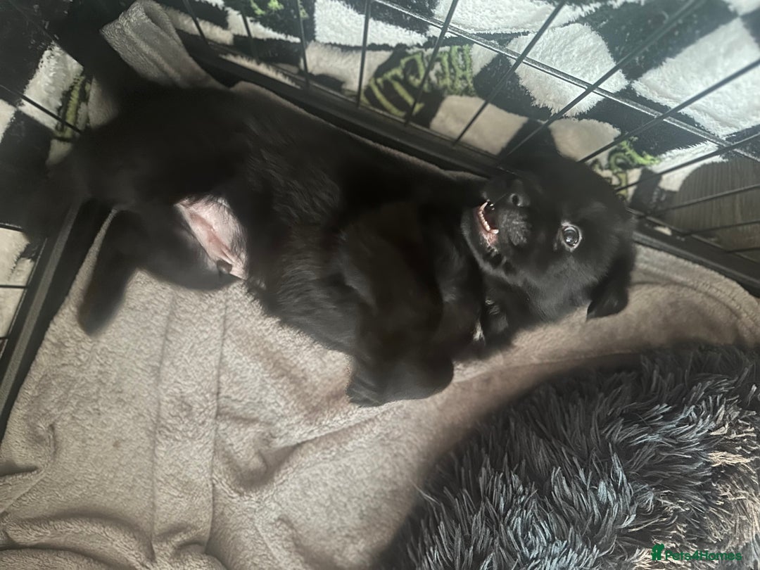 Mixed Breed dogs for sale: 2 male Sheprador puppies for sale - Image 8