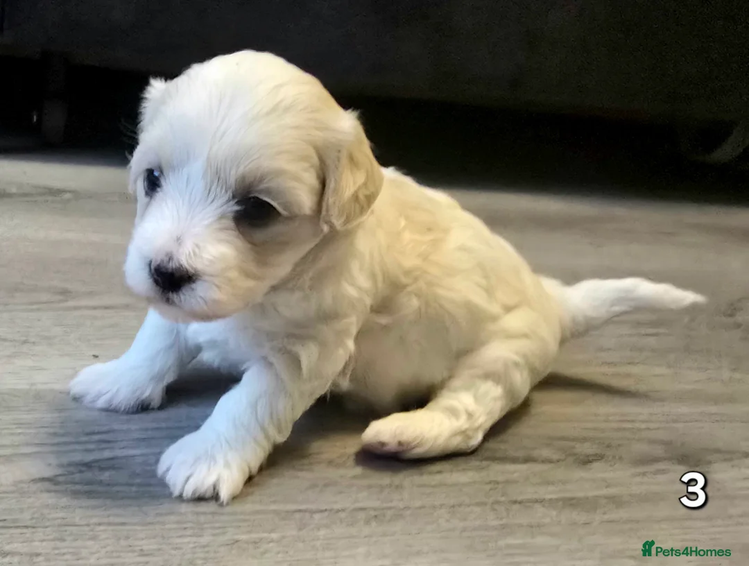 Maltipoo dogs for sale: Loving F2 Maltipoo Puppies Raised at Home 🐾 - Advert 10
