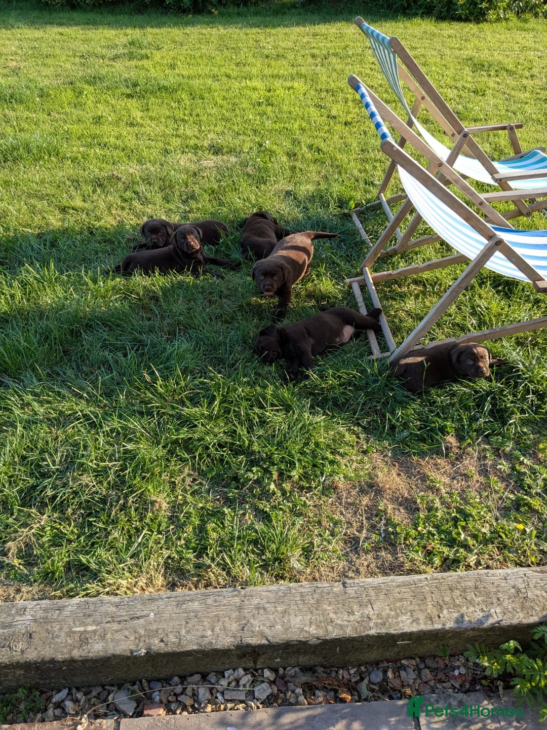 Labrador Retriever dogs for sale: 6 Adorable Chocolate Labs for Sale - Image 4