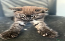 Mixed Breed cats for sale: 3 kittens left  - Image 5