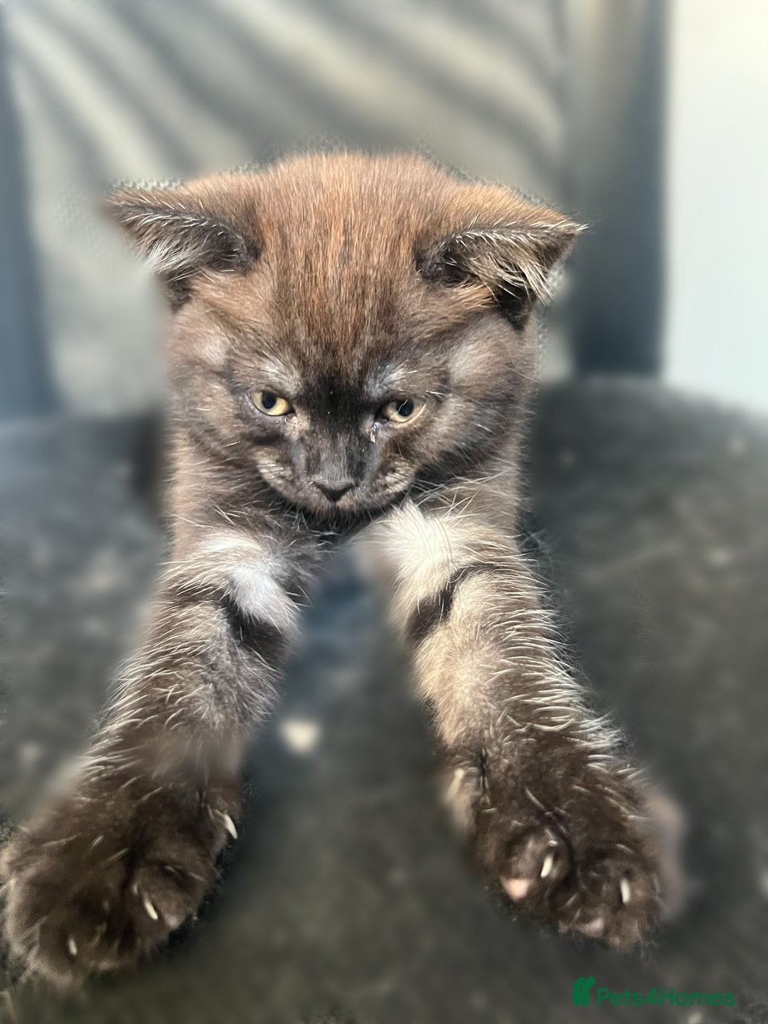 Mixed Breed cats for sale: 3 kittens left  - Image 5