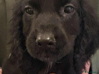 Cocker Spaniel dogs Beautiful Cocker Spaniel Puppies - Advert 16