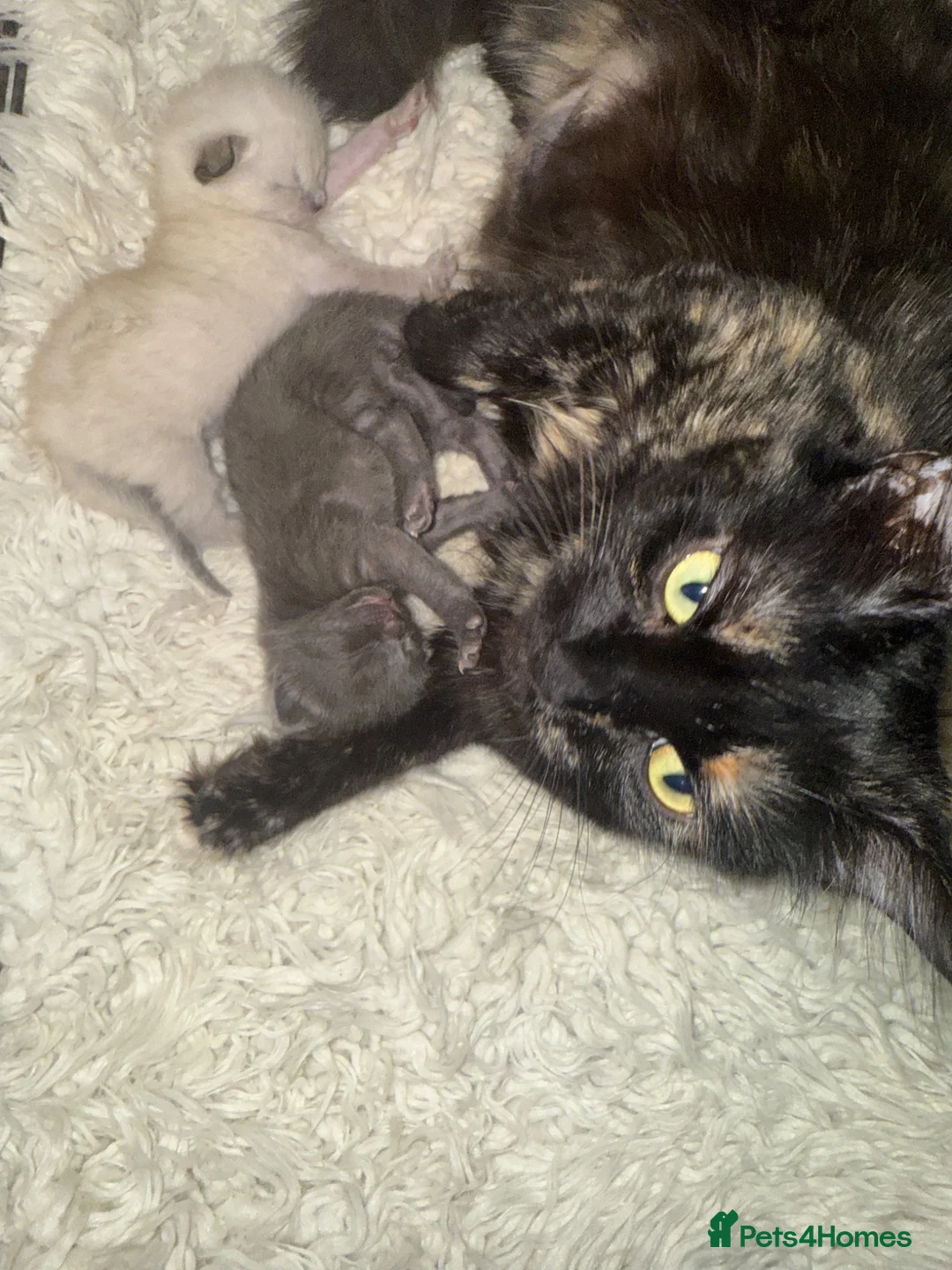 Mixed Breed cats for sale: Kittens  - Advert 1