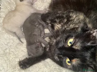 Mixed Breed cats Kittens - Advert 2