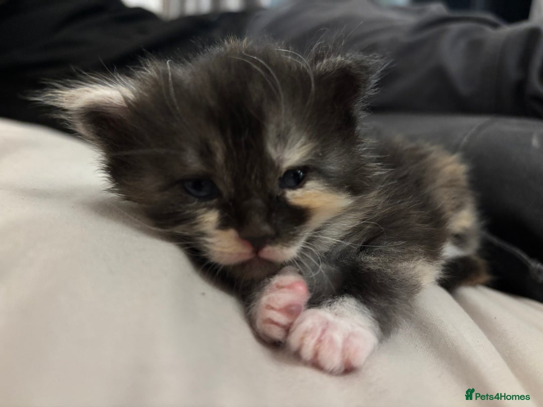 Maine Coon cats for sale: Beautiful Maine Coon Kittens - 1 pretty girl left - Advert 12