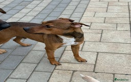 Mixed Breed dogs for adoption: Sweet Gomez looking for Love  - Image 19