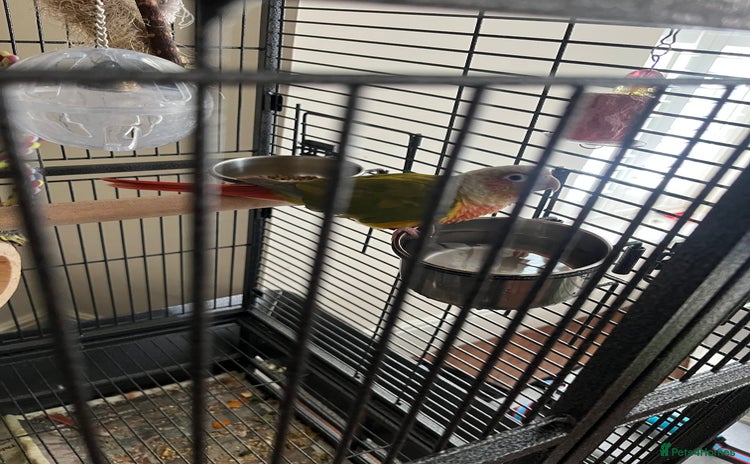 Conures birds - Advert 7