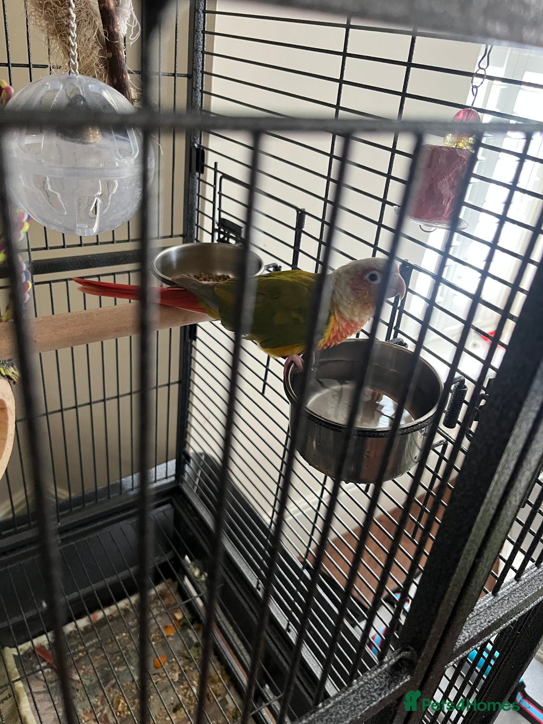 Conures birds for sale: Looking for loving home for mango ! - Image 1