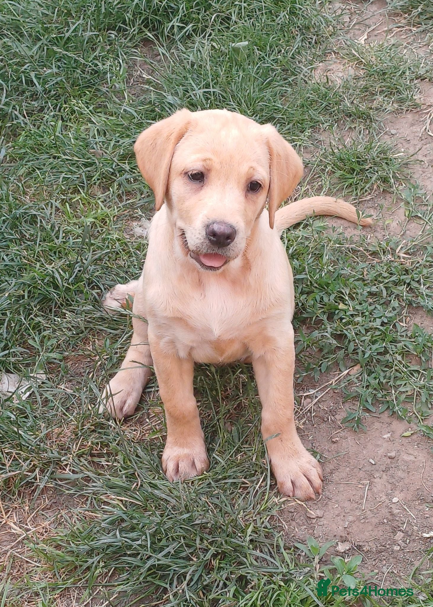 Labrador Retriever dogs *LAST GIRL READY TO GO*  - Advert 1