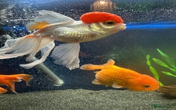Fancy Goldfish fish for sale: 7 fancy gold fish for sale  - Image 7