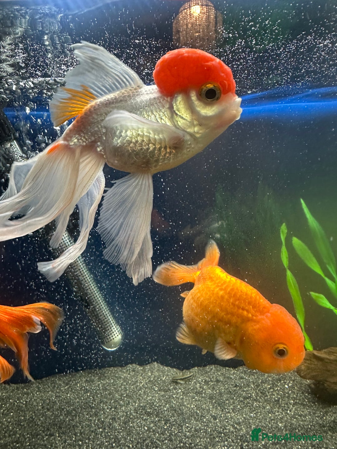 Fancy Goldfish fish for sale: 7 fancy gold fish for sale  - Image 7