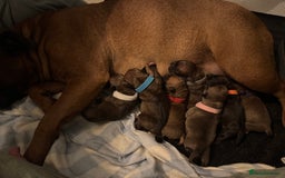 Staffordshire Bull Terrier dogs for sale: Red KC Reg Staffordshire Bull Terrier✨ - Image 8