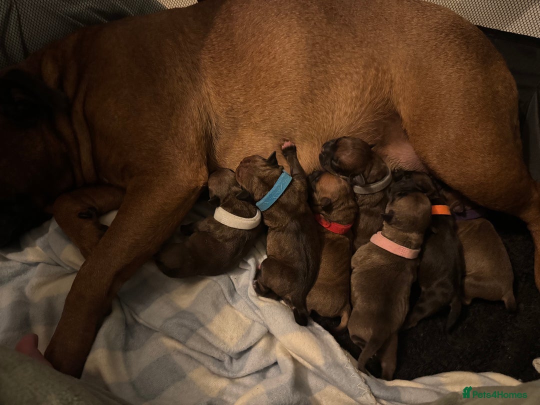 Staffordshire Bull Terrier dogs for sale: Red KC Reg Staffordshire Bull Terrier✨ - Image 8