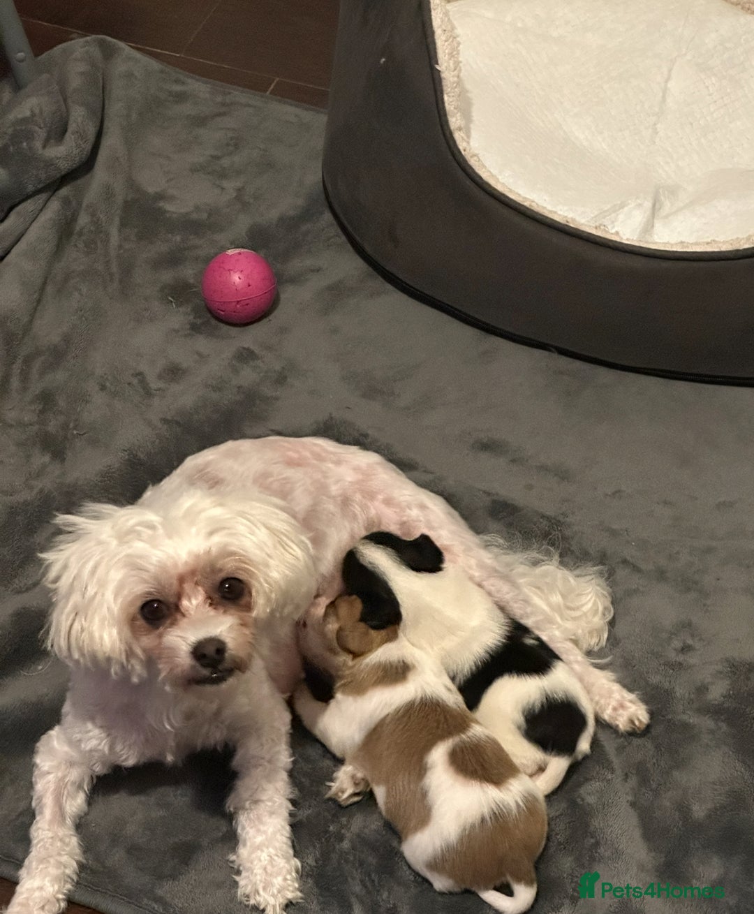 Maltipoo dogs for sale: Adorable Female Mixed-Breed Puppy ReadyDecember 20 - Advert 3