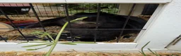 Mixed Breed rabbits for sale: 2 Male rabbits  in Worksop - Advert 4
