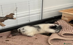 Guinea Pig rodents for sale: 2 Male Guinea pigs with cage - Image 8