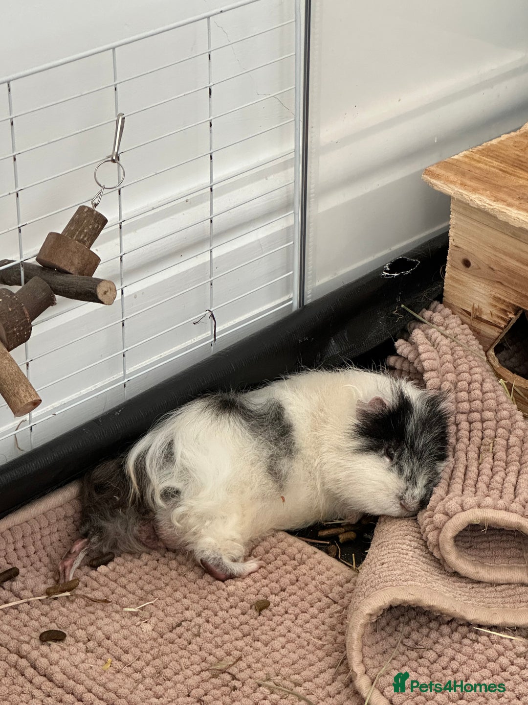 Guinea Pig rodents for sale: 2 Male Guinea pigs with cage - Image 8