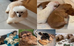 Miniature Poodle dogs for stud: HEALTH TESTED Kc Registered Miniature Poodle STUD in Doncaster - Image 8