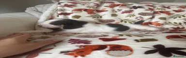 Basset Hound 1