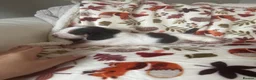Basset Hound dogs for sale: QUALITY KC LITTER OF BASSET PUPPYS - Advert 8