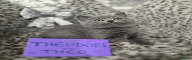Theo