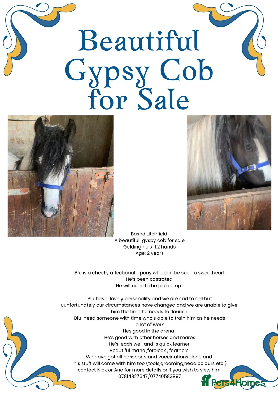 Other Breed horses for sale: Beautiful Gypsy Cob for Sale!! in Lichfield - Advert 1