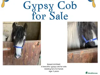 Other Breed horses Beautiful Gypsy Cob for Sale!! - Advert 2