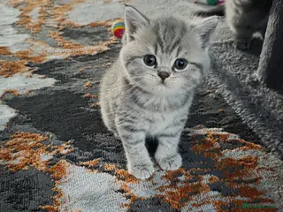 British Shorthair cats British shorthair kittens - Advert 2