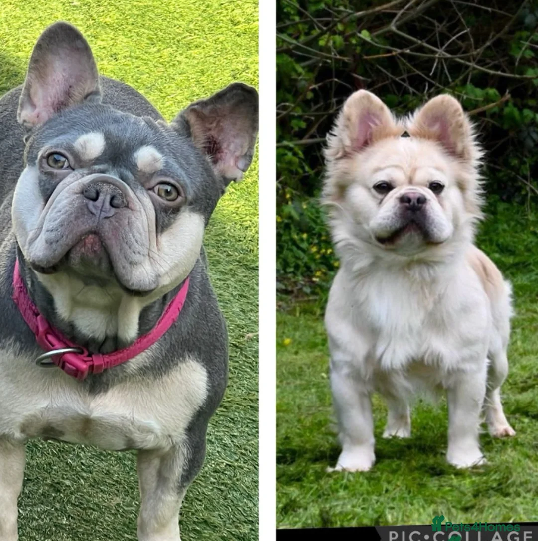 French Bulldog dogs for sale: Stunning French Bulldog EA.Husky 🧬 in Ilford - Advert 6