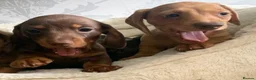 Miniature Dachshund dogs for sale: Best colors miniature Dachshund puppies in Belfast - Advert 8