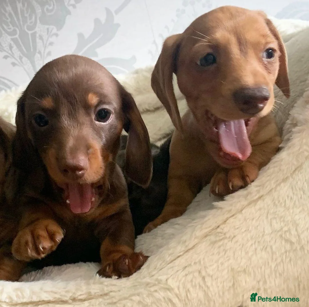 Miniature Dachshund dogs for sale: Best colors miniature Dachshund puppies in Belfast - Advert 8
