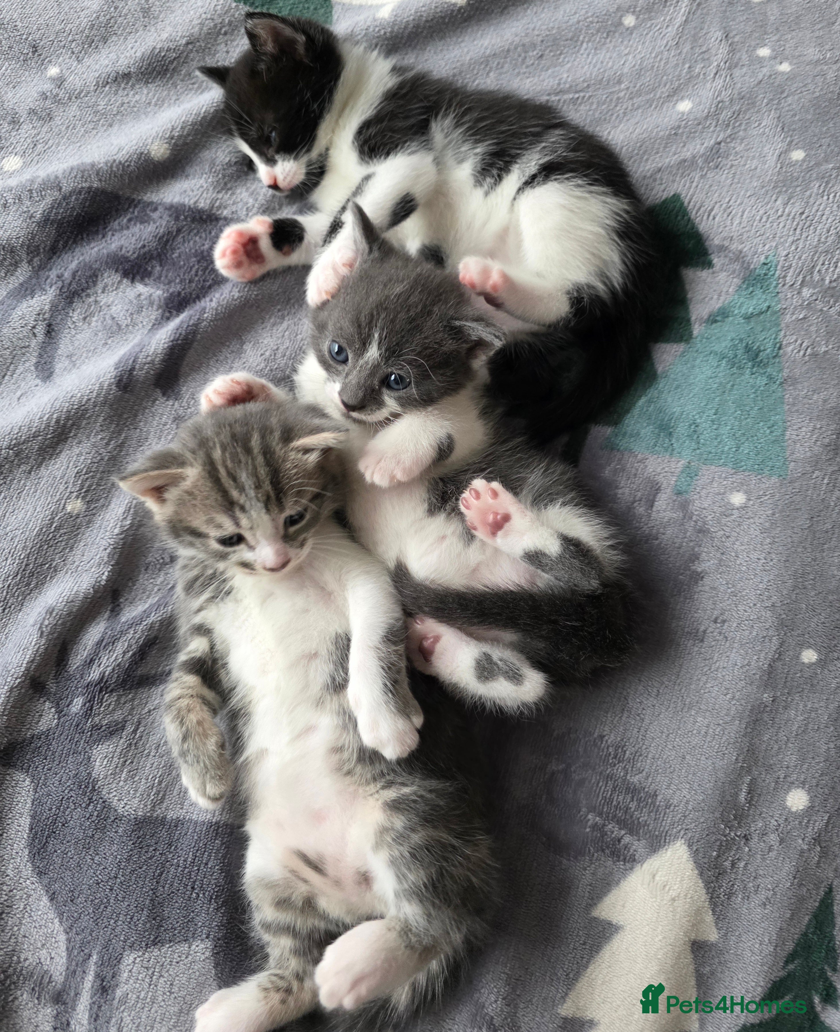 Mixed Breed cats Gorgeous kittens - Advert 18