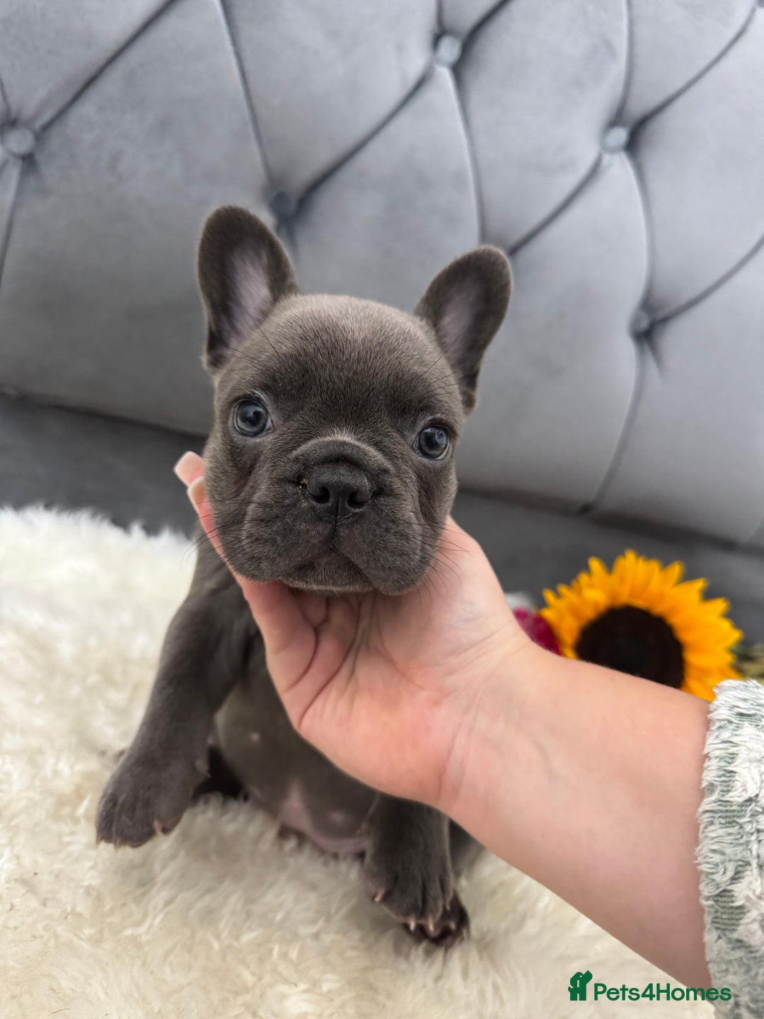 French Bulldog dogs for sale: BLUE GIRL 💗 and BOY 💙 frenchies available  - Image 6