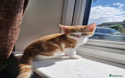 Mixed Breed cats for sale: 6 Beautiful Kittens British Shorthair Calico Cross - Image 22