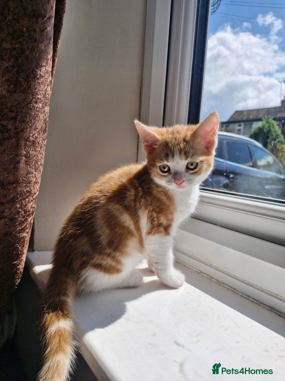 Mixed Breed cats for sale: 6 Beautiful Kittens British Shorthair Calico Cross - Image 22