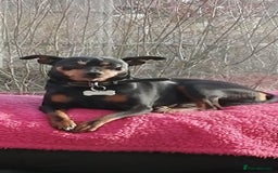Miniature Pinscher dogs for stud: Male mini pinscher available for stud - Image 6
