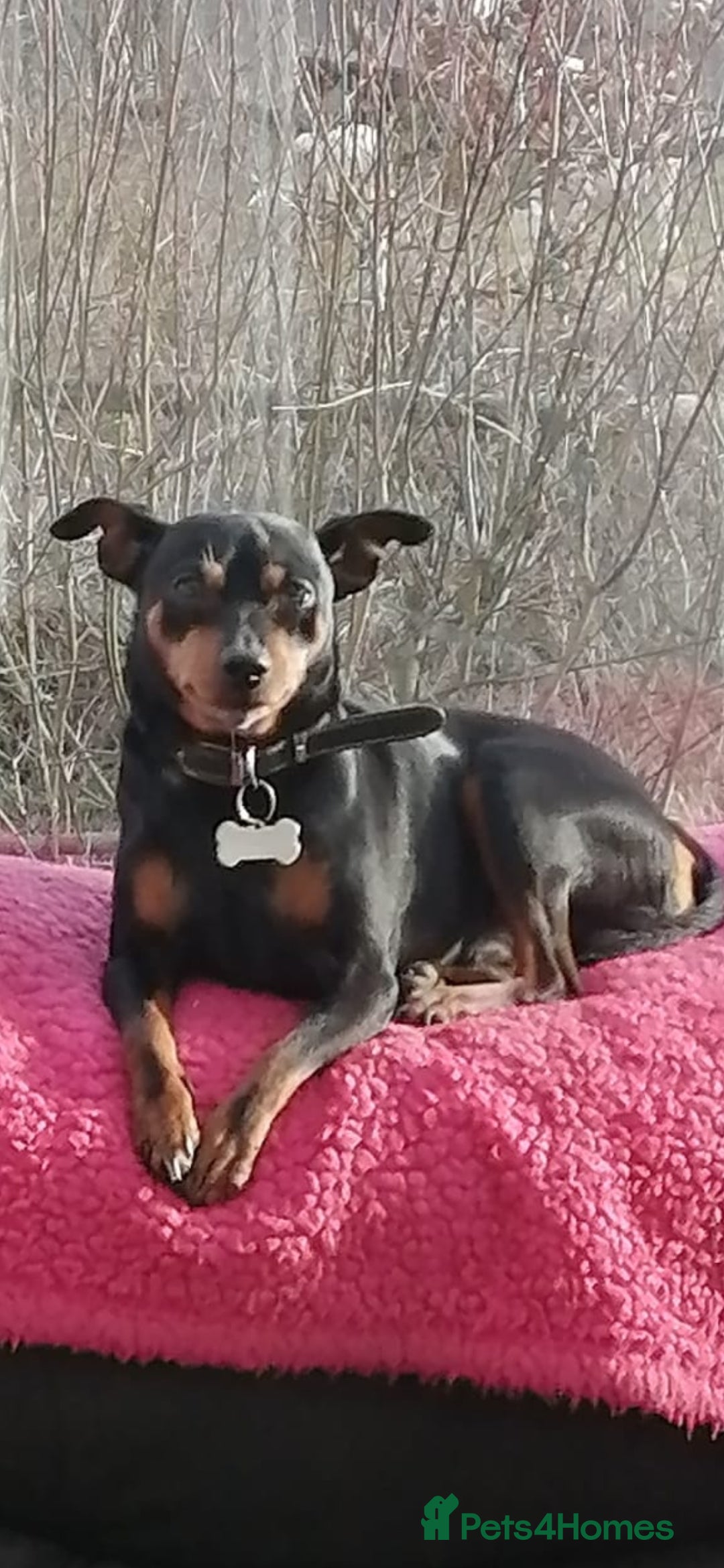 Miniature Pinscher dogs for stud: Male mini pinscher available for stud - Image 6
