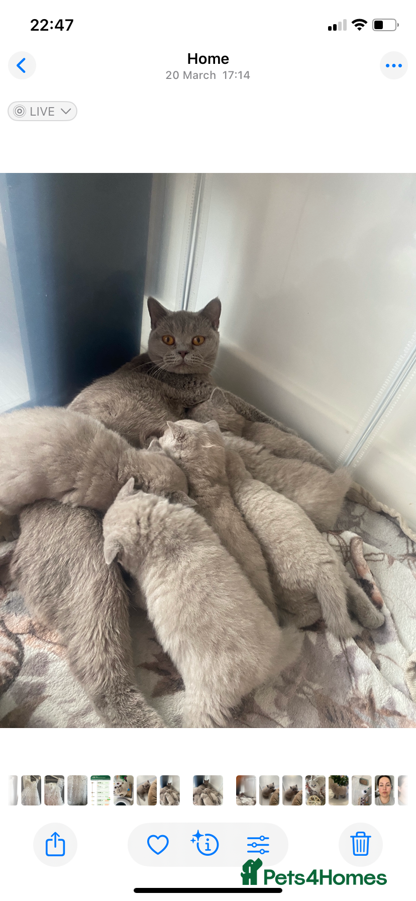 British Shorthair cats GCCF -SPECTACULAR  -British Shorthair kittens  - Advert 1