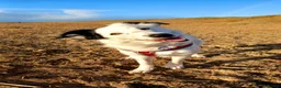 Border Collie dogs for sale: 3 year old rescue male border collie - Advert 2