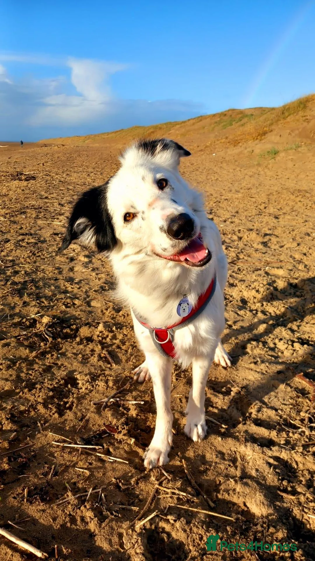 Border Collie dogs for sale: 3 year old rescue male border collie - Advert 2