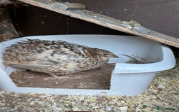 Quail poultry for sale: Group of Coturnix quail - Image 4