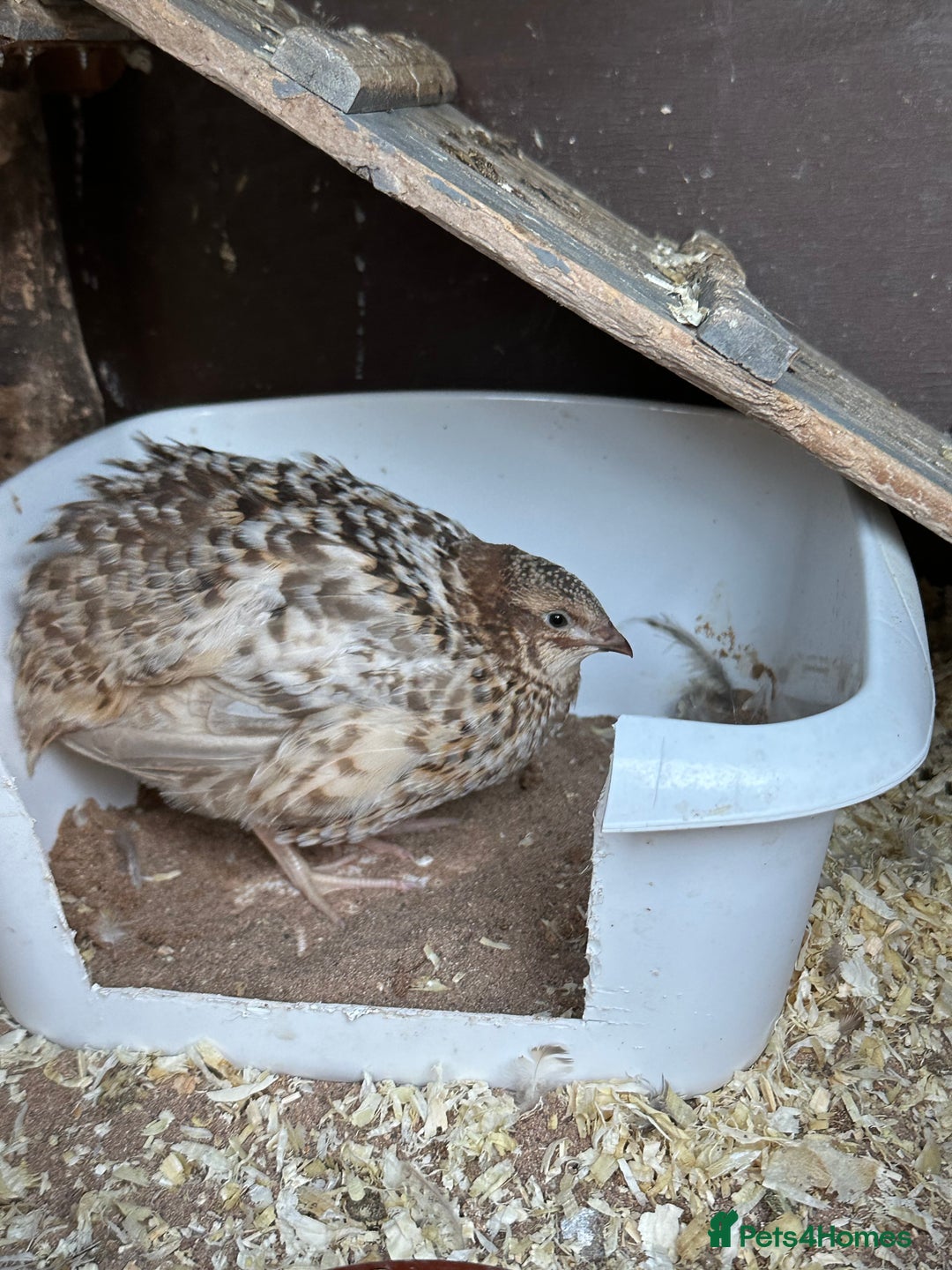 Quail poultry for sale: Group of Coturnix quail - Image 4
