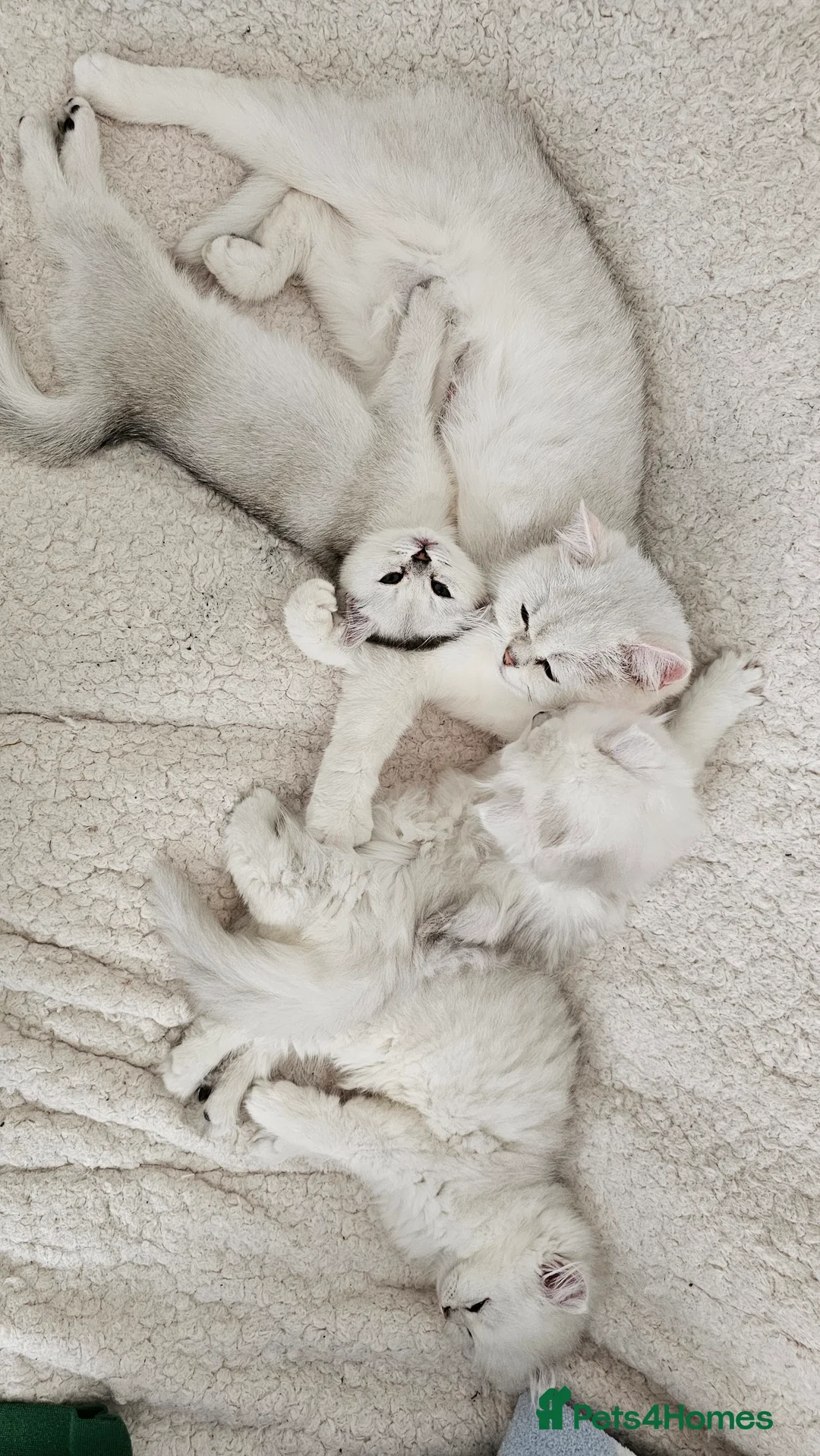 British Shorthair cats for sale: BSH reg kittens, Silver & Gold - Advert 10