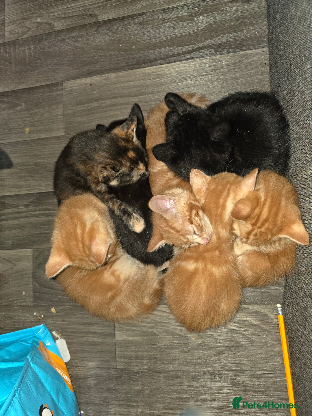 Mixed Breed cats for sale: 9 beautiful kittens - Advert 16